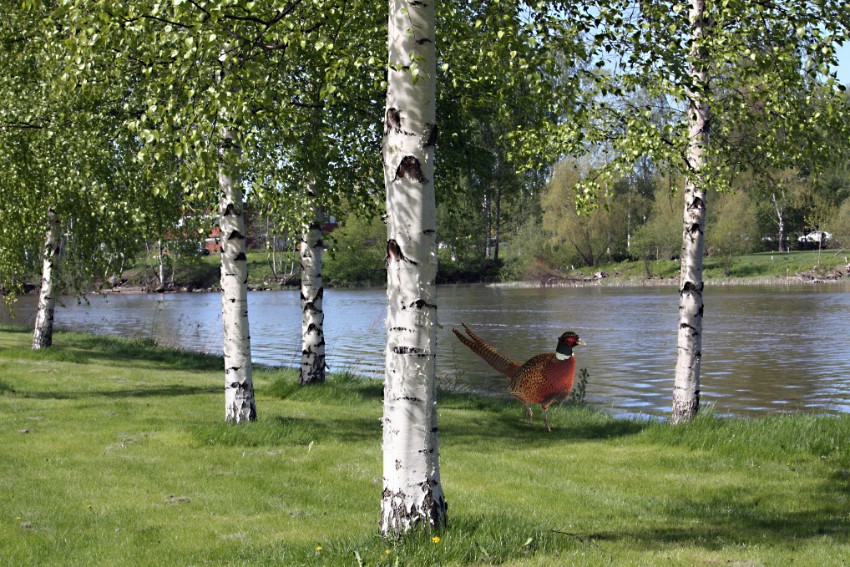 03 kutsuva-kirjurinluoto.jpg